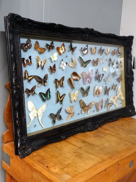 Stunning collection of framed butterflies