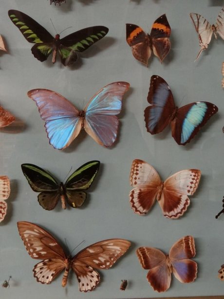 Stunning collection of framed butterflies