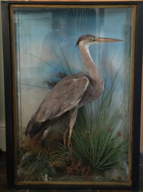 A Victorian Taxidermy Specimen of a Heron