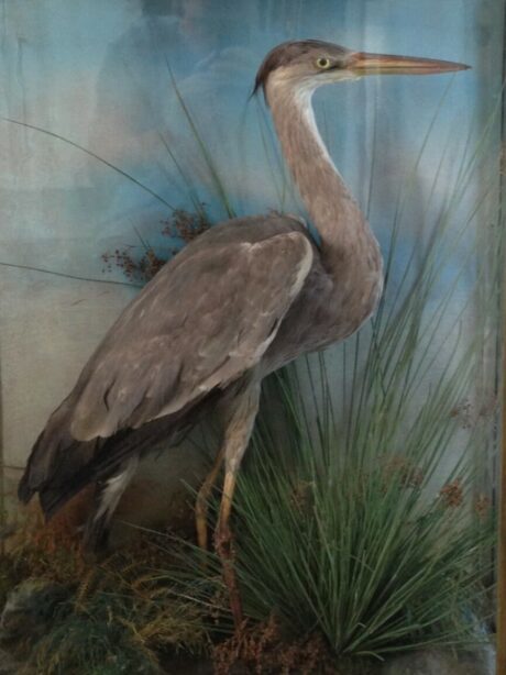 A Victorian Taxidermy Specimen of a Heron
