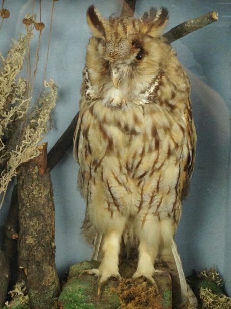 taxidermy long eared owl
