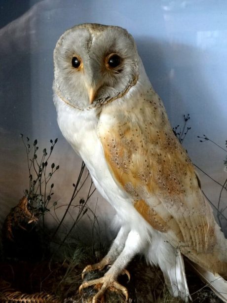 Classic Victorian Taxidermy Barn owl