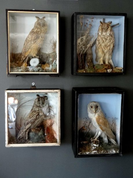 Classic Victorian Taxidermy Barn owl