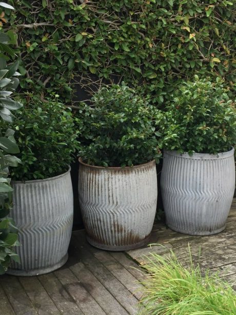Trio of Belgian zinc dolly bins planted with acmena shrubs