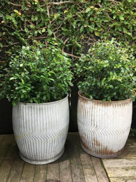 Trio of Belgian zinc dolly bins planted with acmena shrubs