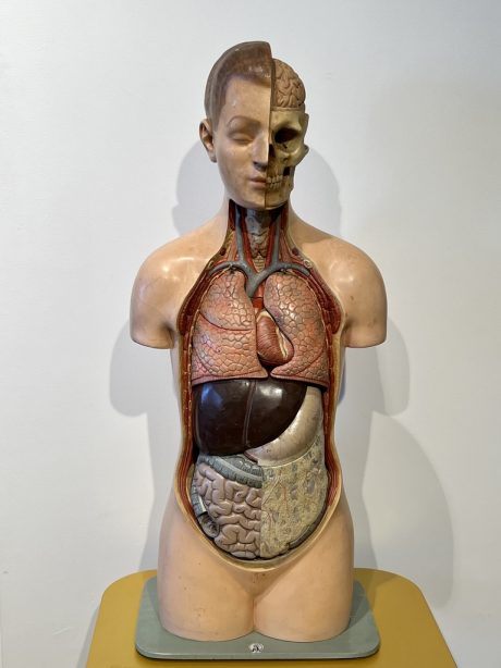 Anatomical male model used for medical training c.1940