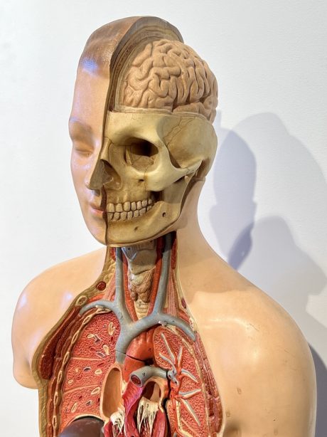 Anatomical male model used for medical training c.1940