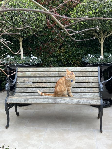 Garden Bench with lion head detailing