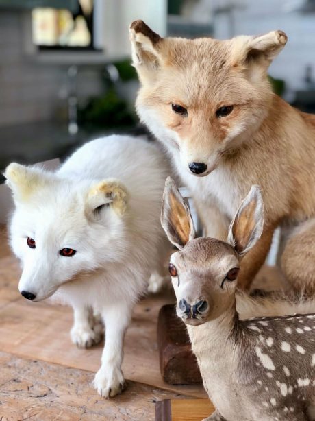 Taxidermy Trio