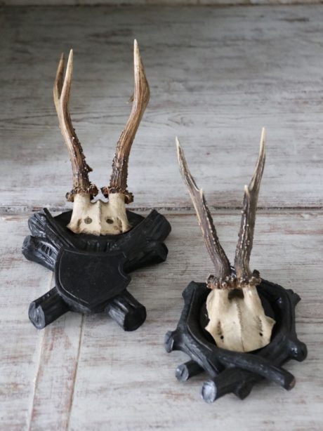 Pair of Antique German Roe deer trophy mounts